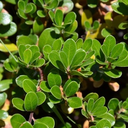 2015-07 Savoie/Lac blanc/DSC_0125.JPG